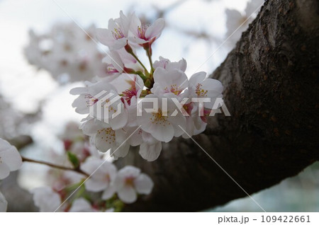 エドヒガン桜と大島桜の交配で生まれたソメイヨシノ2 109422661
