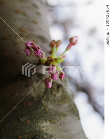 エドヒガン桜と大島桜の交配で生まれたソメイヨシノ12 109422664
