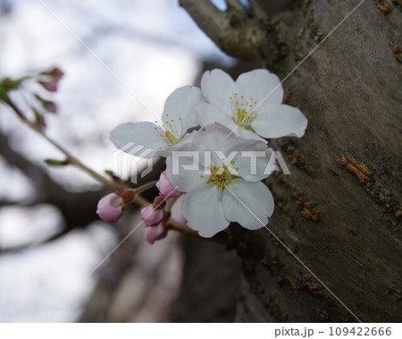 エドヒガン桜と大島桜の交配で生まれたソメイヨシノ6 109422666