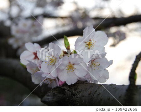 エドヒガン桜と大島桜の交配で生まれたソメイヨシノ8 109422668