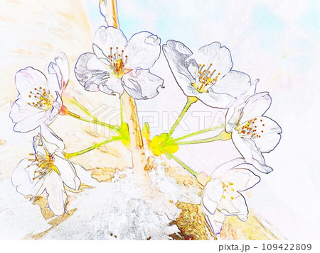 イラストCG画像ソメイヨシノ1 109422809