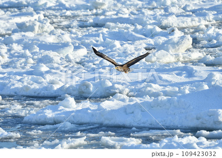オジロワシ、羅臼の流氷、知床半島、北海道 オジロワシ、羅臼の流氷、知床半島、北海道 109423032