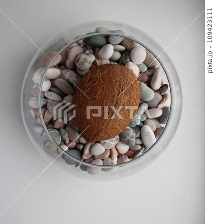 A whole coconut lies on its side on sea pebbles inside a glass round vase top view 109423111