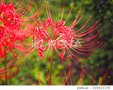 赤い彼岸花 赤い彼岸花 109423176