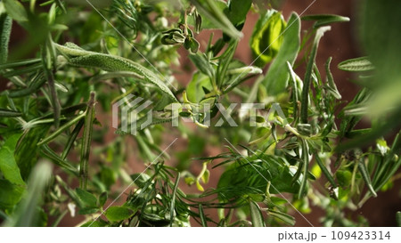 Freeze Motion of Flying Fresh Herbs Leaves. Freeze Motion of Flying Fresh Herbs Leaves. 109423314