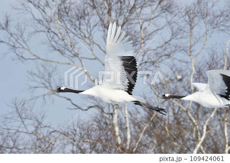 タンチョウ、快晴、釧路、北海道 109424061