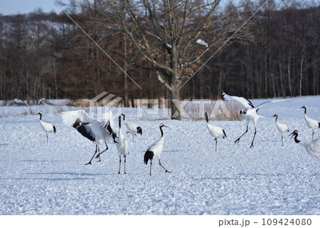 タンチョウ、快晴、釧路、北海道 109424080