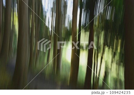 ICMによる森林イメージ 109424235