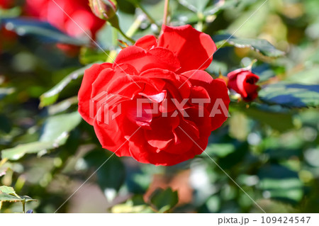 バラの花 バラの花 109424547