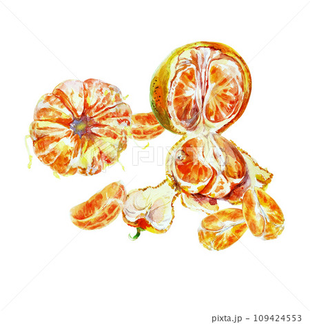 Paint of orange fruit with leaves. Watercolor hand-drawn elements. Isolated on white background. Delicious fruit clip-art illustration. Used on labels, napkins, towels, tableware, package Paint of orange fruit with leaves. Watercolor hand-drawn elements. Isolated on white background. Delicious fruit clip-art illustration. Used on labels, napkins, towels, tableware, package 109424553