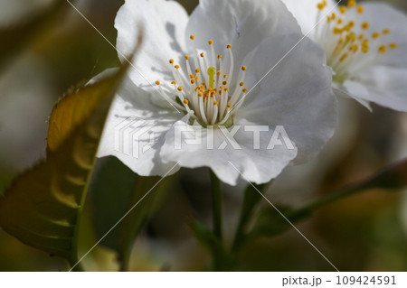 御室桜の花 109424591
