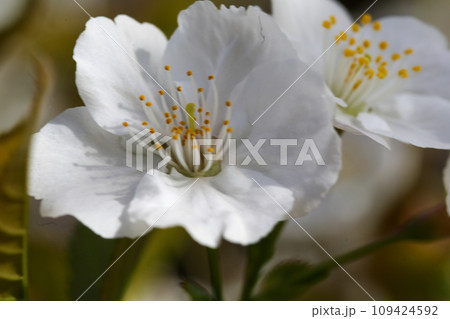 御室桜の花 109424592