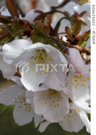 御室桜の花 109424608