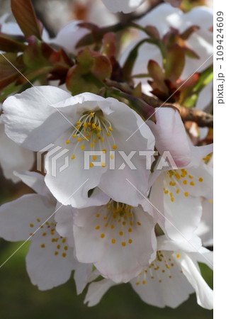 御室桜の花 御室桜の花 109424609