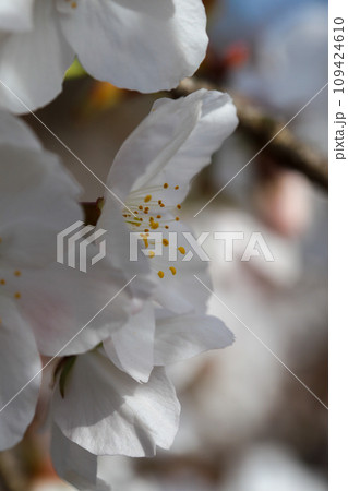 御室桜のクローズアップ 109424610