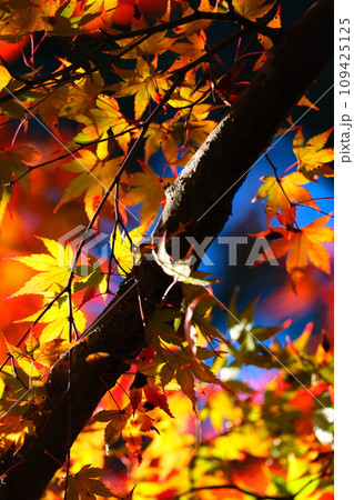 曾木公園の紅葉 109425125