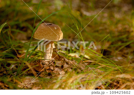 Boletus mushroom in the wild. Porcini mushroom grows on the forest floor at autumn season.. 109425602