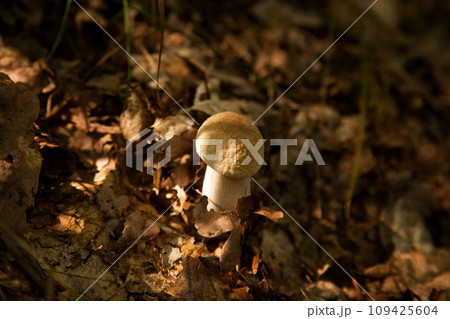 Single Boletus mushroom in the wild. Porcini mushroom grows on the forest floor at autumn season.. 109425604