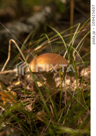 Close up view of brown cap boletus growing in forest.. 109425607