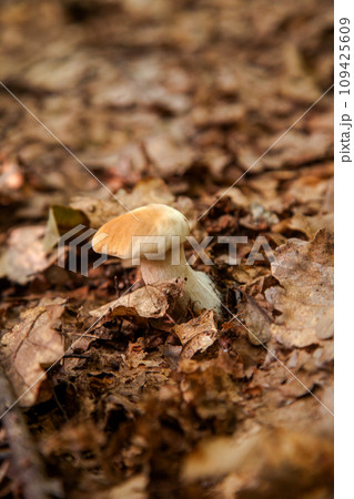 Single Boletus mushroom in the wild. Porcini mushroom grows on the forest floor at autumn season.. 109425609