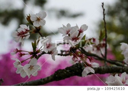 桜の花 109425610