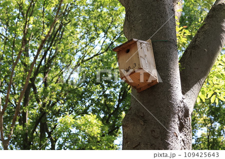 木陰の大木に取り付けられている小鳥の巣箱 109425643