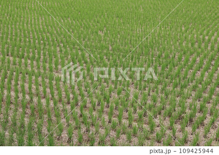 二番穂の生えそろった田んぼの風景 109425944