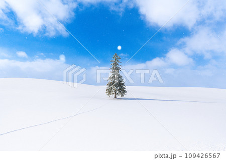 美瑛の冬景色 雪降るクリスマスツリーの木 【北海道】 美瑛の冬景色 雪降るクリスマスツリーの木 【北海道】 109426567