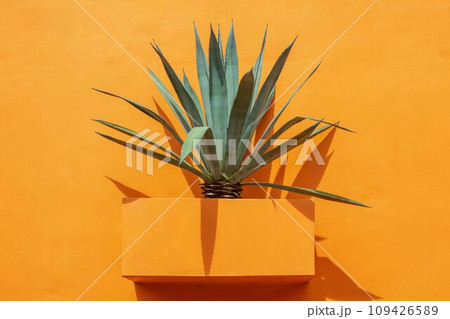Tropical pineapple plant growing in square concrete pot on orange background. 109426589