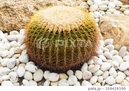 Cactus in the garden and muddy area with white pebbles around. 109426590