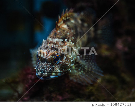 岩の上で休むカサゴ 岩の上で休むカサゴ 109427312
