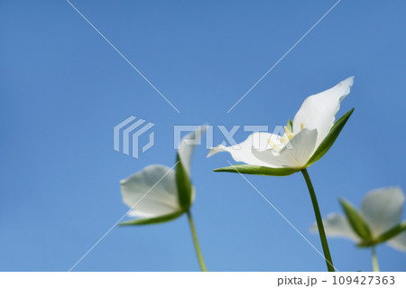 春の北海道の雑木林で咲くオオバナノエンレイソウ 109427363