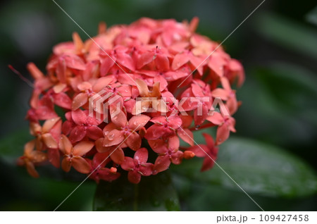 イクソラ・グランディフロラ(アカネ科サンタンカ属) イクソラ・グランディフロラ(アカネ科サンタンカ属) 109427458