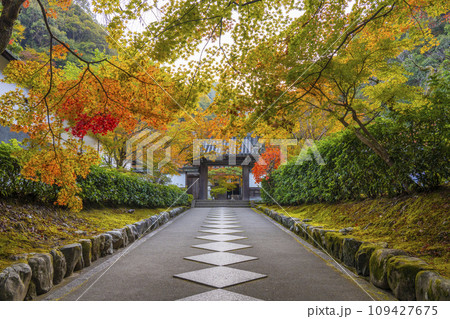 南禅寺塔頭 秋の最勝院高徳庵 紅葉に包まれた参道 南禅寺塔頭 秋の最勝院高徳庵 紅葉に包まれた参道 109427675