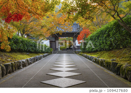 南禅寺塔頭 秋の最勝院高徳庵 紅葉に包まれた参道 南禅寺塔頭 秋の最勝院高徳庵 紅葉に包まれた参道 109427680