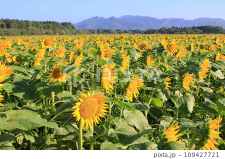 広大なひまわり畑 広大なひまわり畑 109427721