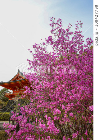 仁和寺のミツバツツジ 仁和寺のミツバツツジ 109427799