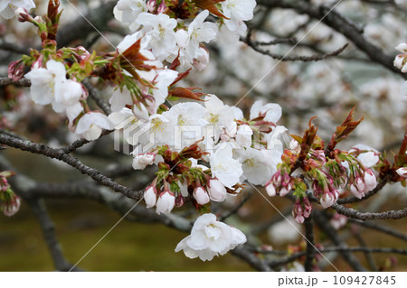 仁和寺の御室桜 109427845