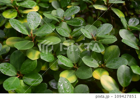 コバノガジュマル(クワ科イチジク属) コバノガジュマル(クワ科イチジク属) 109427851