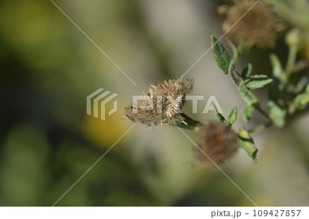 Small fleabane 109427857