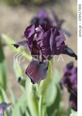 Standard Dwarf Bearded Iris Kalicis Black Standard Dwarf Bearded Iris Kalicis Black 109427866