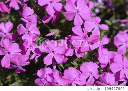 Creeping Phlox Fabulous Rose Creeping Phlox Fabulous Rose 109427903