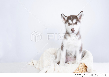 カゴに入ったシベリアンハスキーの仔犬 109428004