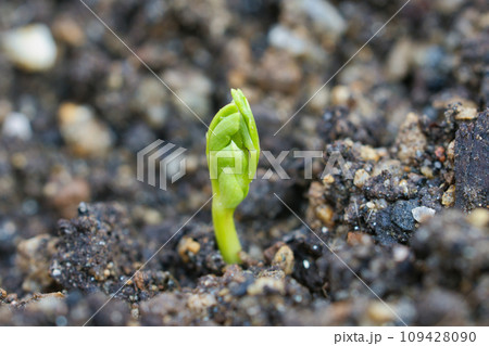 発芽して土から芽を出した新芽 109428090