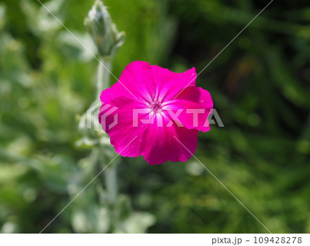 リクニス 109428278