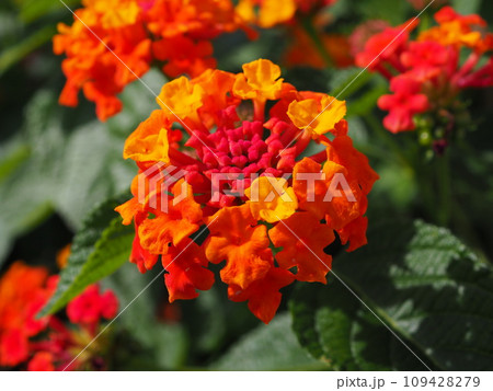 ランタナ ランタナ 109428279