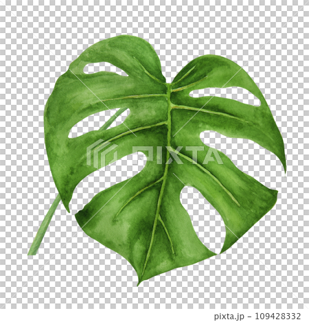Green Monstera leaf. Watercolor hand drawn... - Stock Illustration  [109428332] - PIXTA