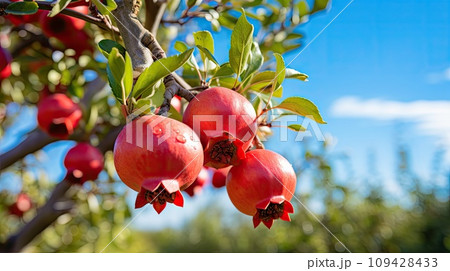 Pomegranate red fruit green tree garden 109428433