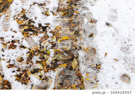 Early snowing in fall. Fallen yellow leaves and shoes prints on first wet snow. 109428497