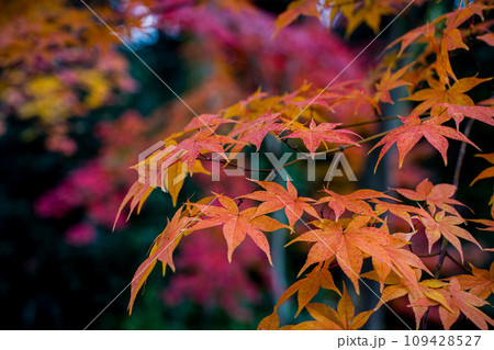 紅葉のコントラスト 紅葉のコントラスト 109428527